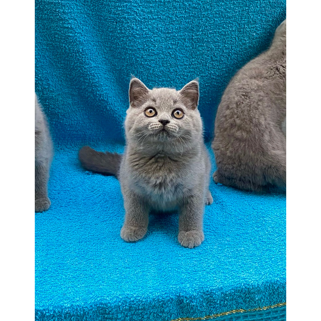 KUCING RAS BRITISH SHORTHAIR KITTEN