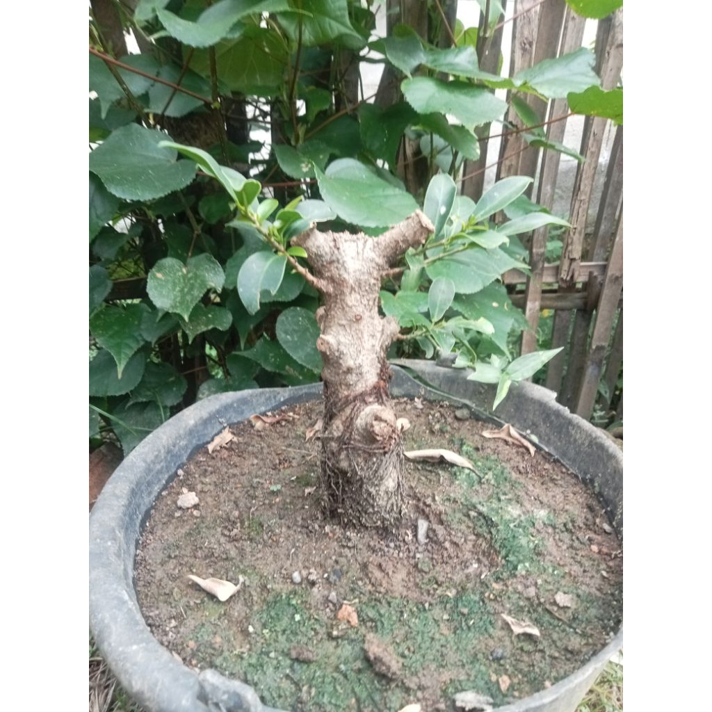 Bahan bonsai beringin compacta prokar