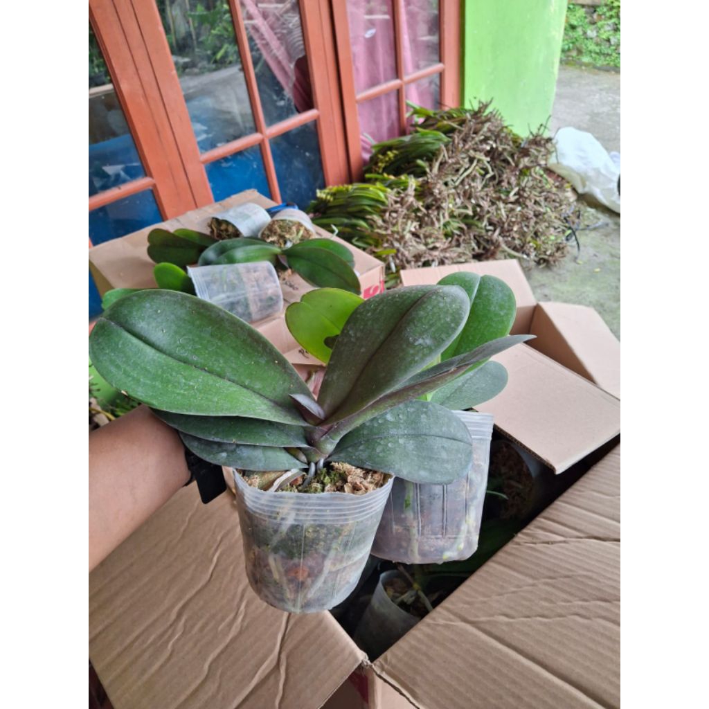 2 angbul  dewasa awal bunga cantik