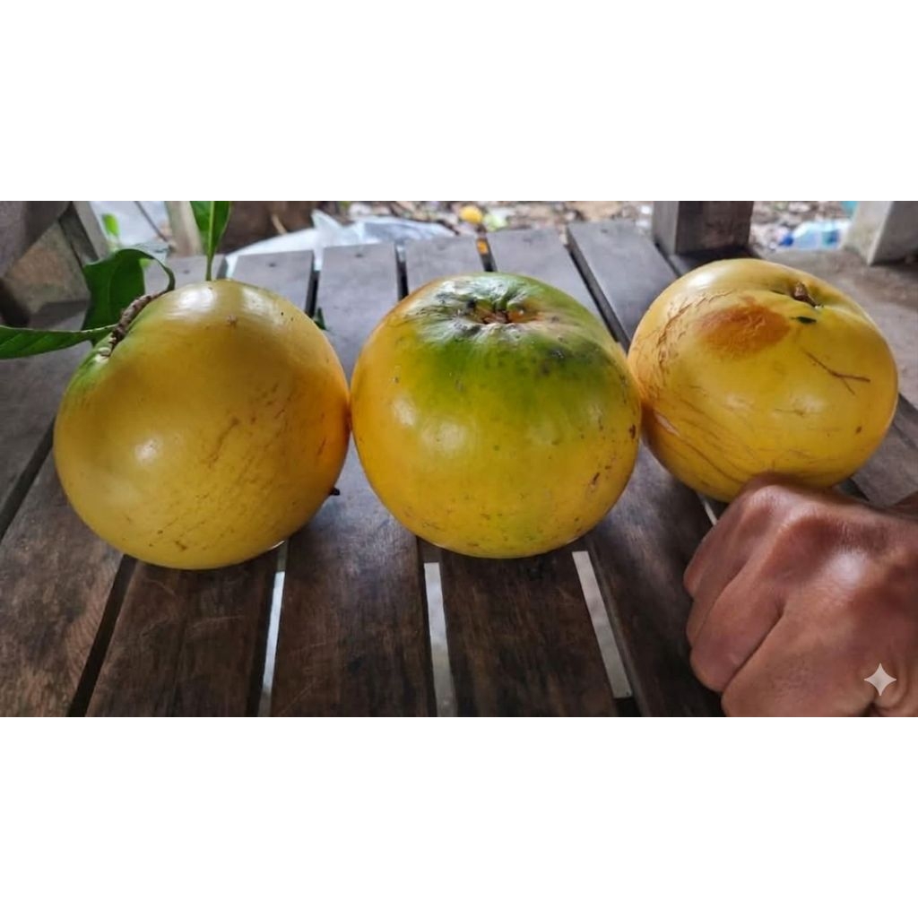 Tanaman Buah Abiu Jumbo Taiwan Berbuah Super Besar