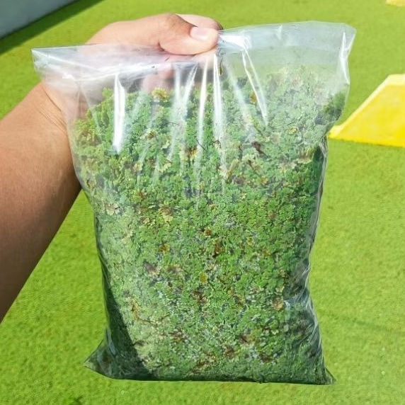 Azolla Segar 1 Kg | Bibit Azolla | Pakan Ayam Bebek Puyuh Ikan Lele Nila Gurame Kambing Sapi | Pakan