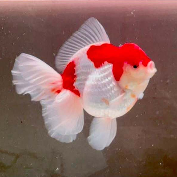 MAS KOKI BABY ORANDA RW HIASAN AQUARIUM BAGUS-PAKET 4 EKOR