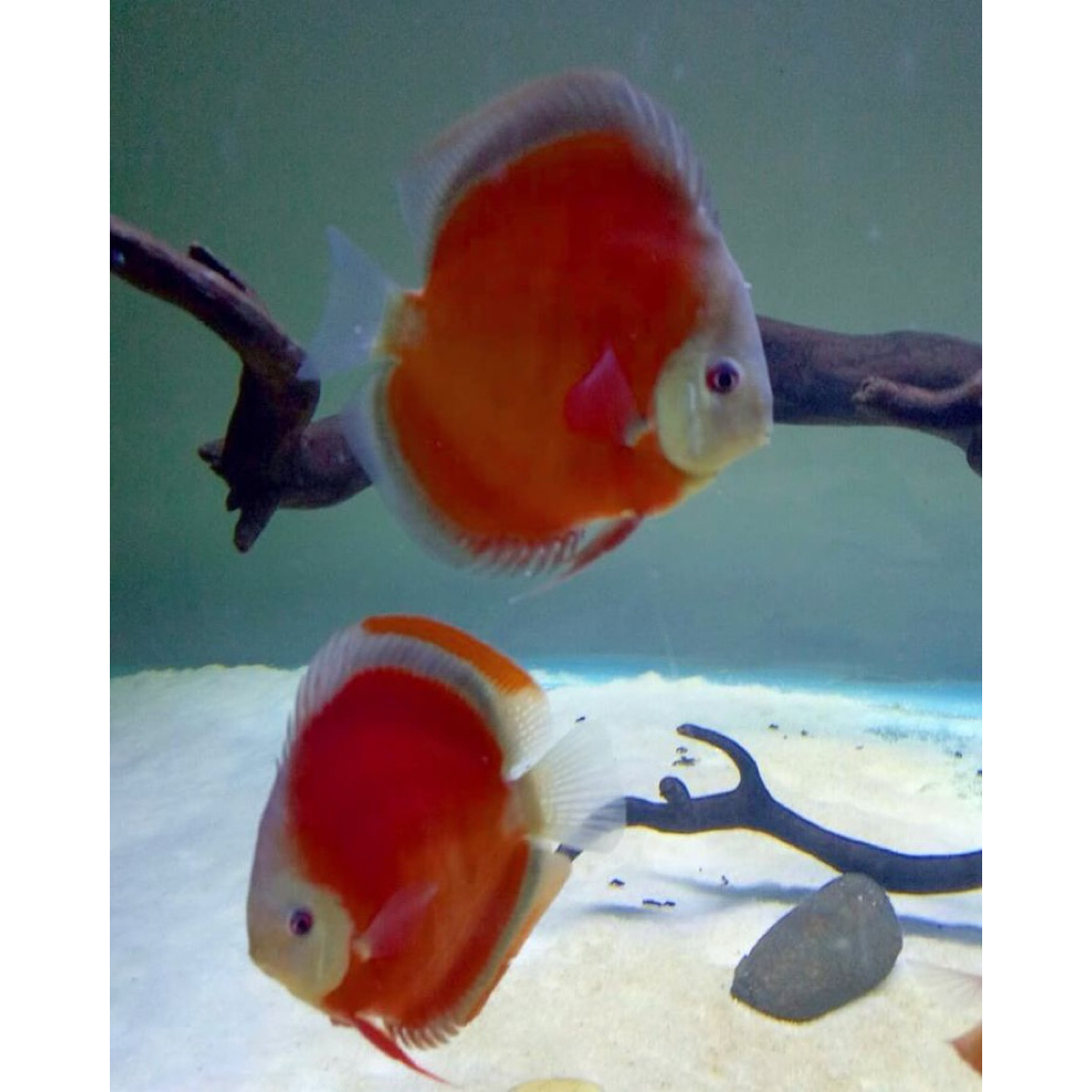 Discus Aquascape Red Melon
