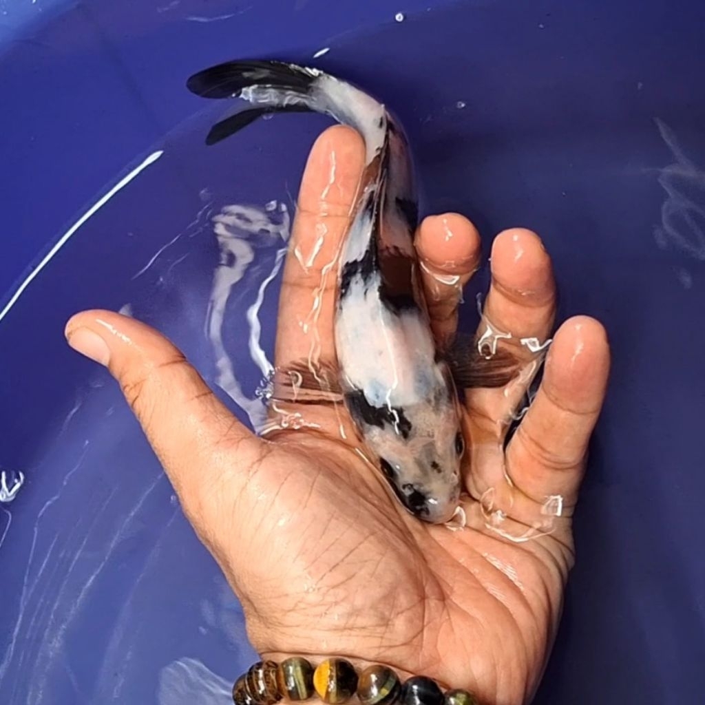 Ikan Koi Blitar Jenis Shiro / Rumah Koi Jakarta / kode 0012
