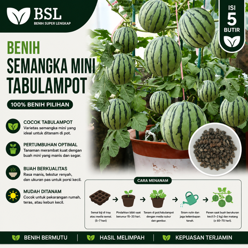 ( 5 Butir ) Benih Biji Semangka Mini | Semangka Tabulampot | UKI BIBIT