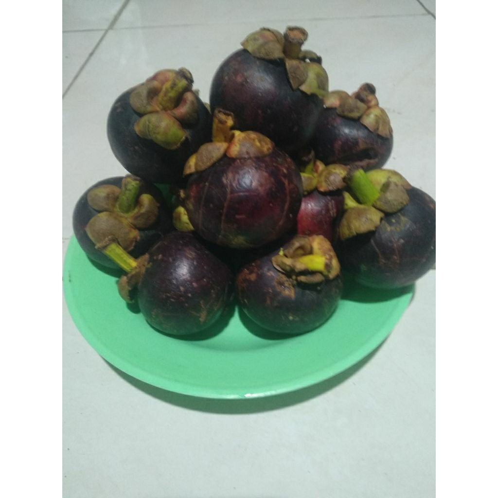 buah manggis asli kediri PEMBELIAN KUSUS WILAYAH JAWA-- BALI SAJA