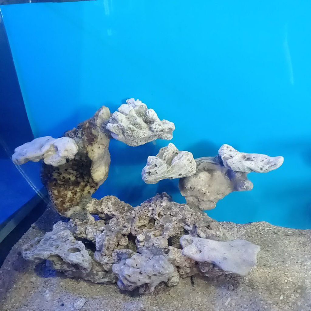 Scaping Deadrock/Batu Karang Rangkai