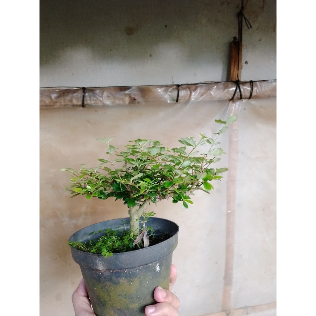 bonsai mirten duri siap program