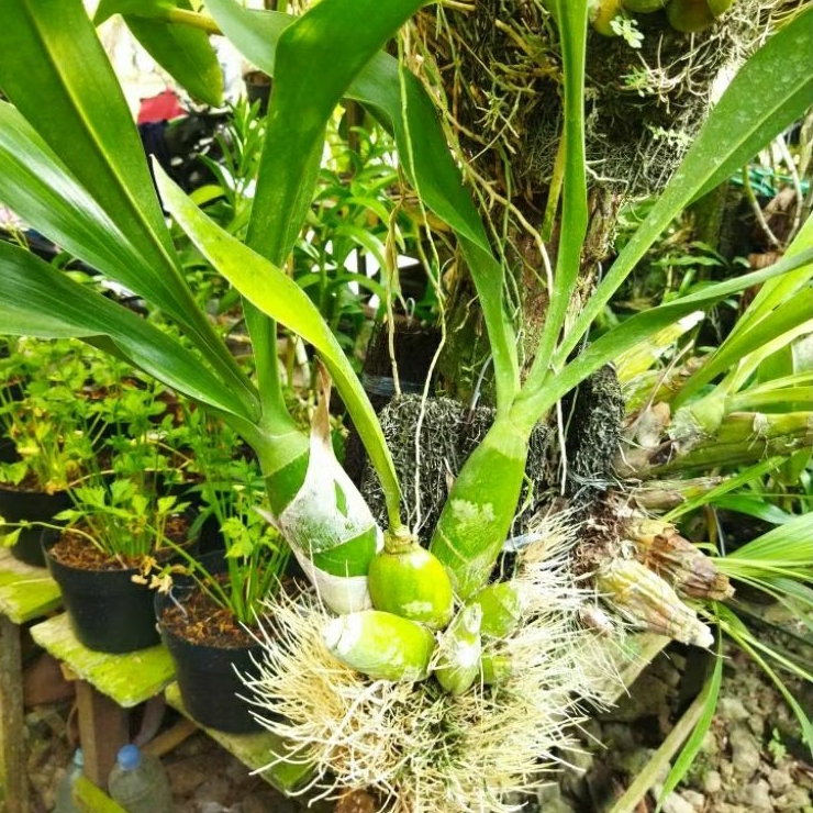 Anggrek Gramma Scriptum Sp. Sulawesi