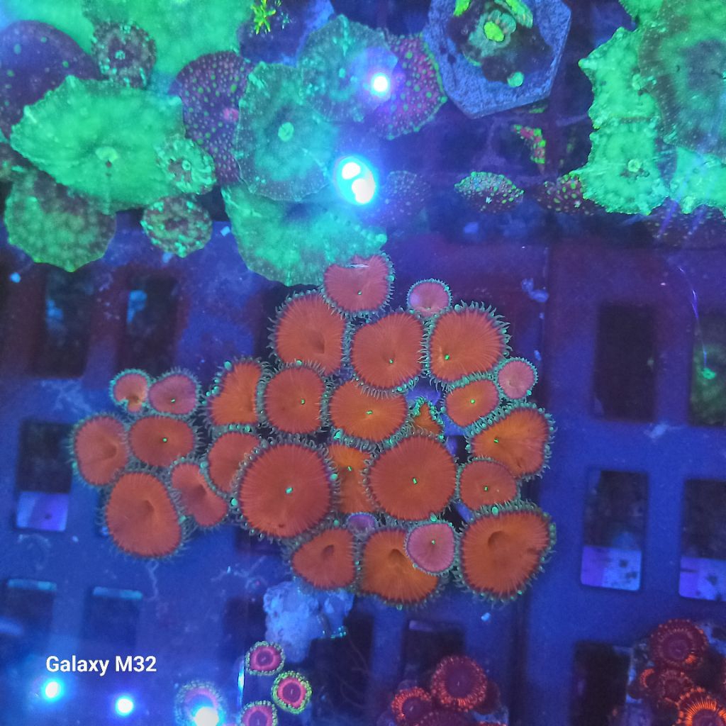 coral zoa red dead