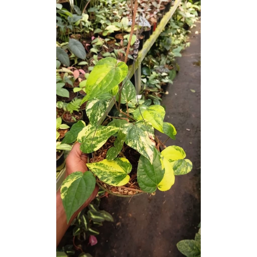 sirih atau piper varigata kuning