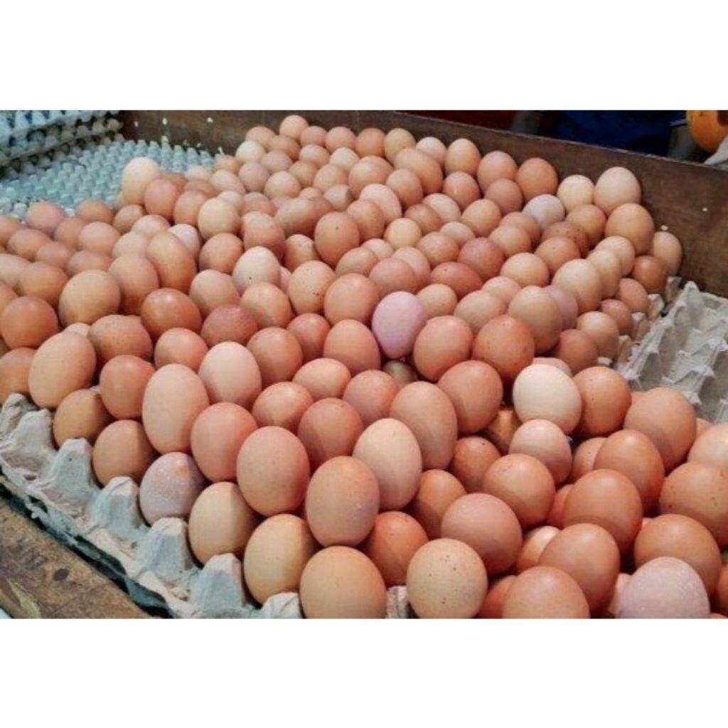 (PROBOLINGGO PAITON)Telur Ayam Horn 1kg - Segar, Segera Dikirim, Praktis - 1kg