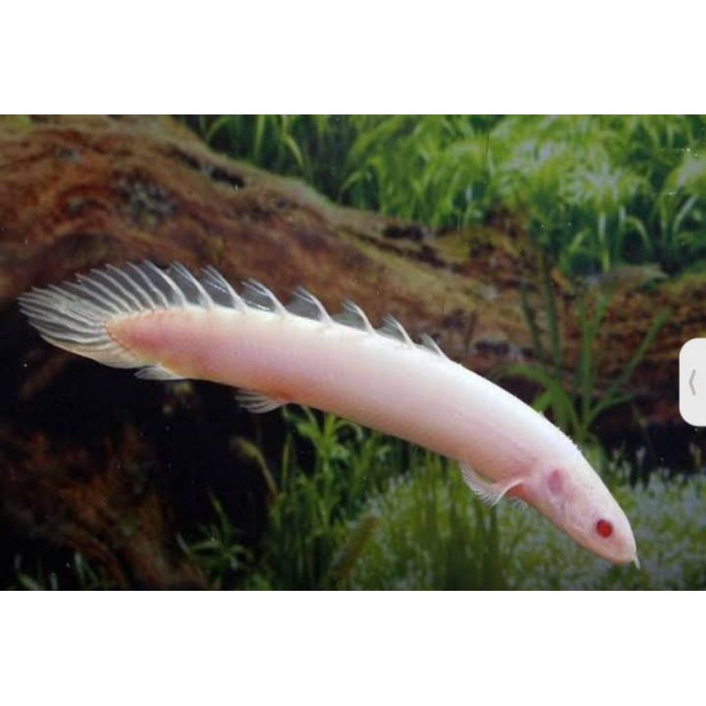 ikan palmas albino ( baby )