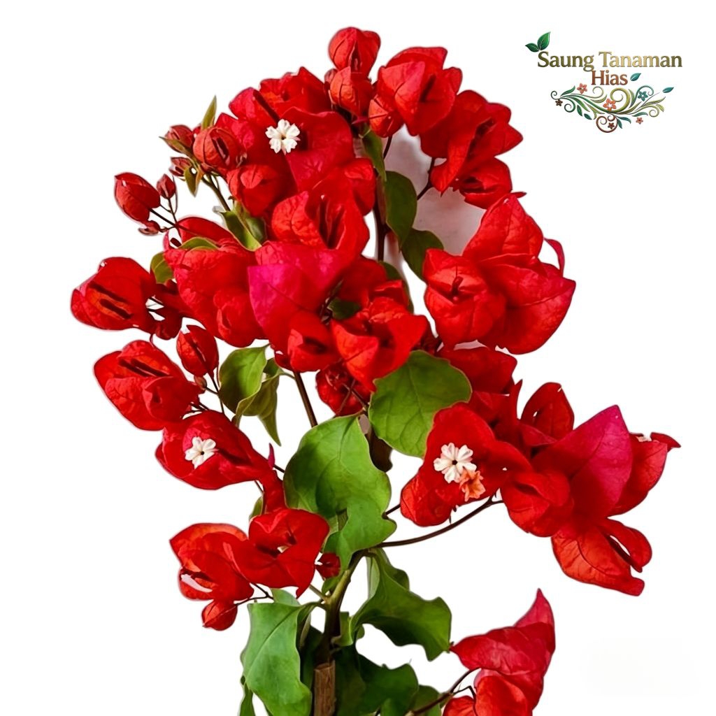tanaman hias bibit Bougenville anggur red Chili - bibit Bougenville