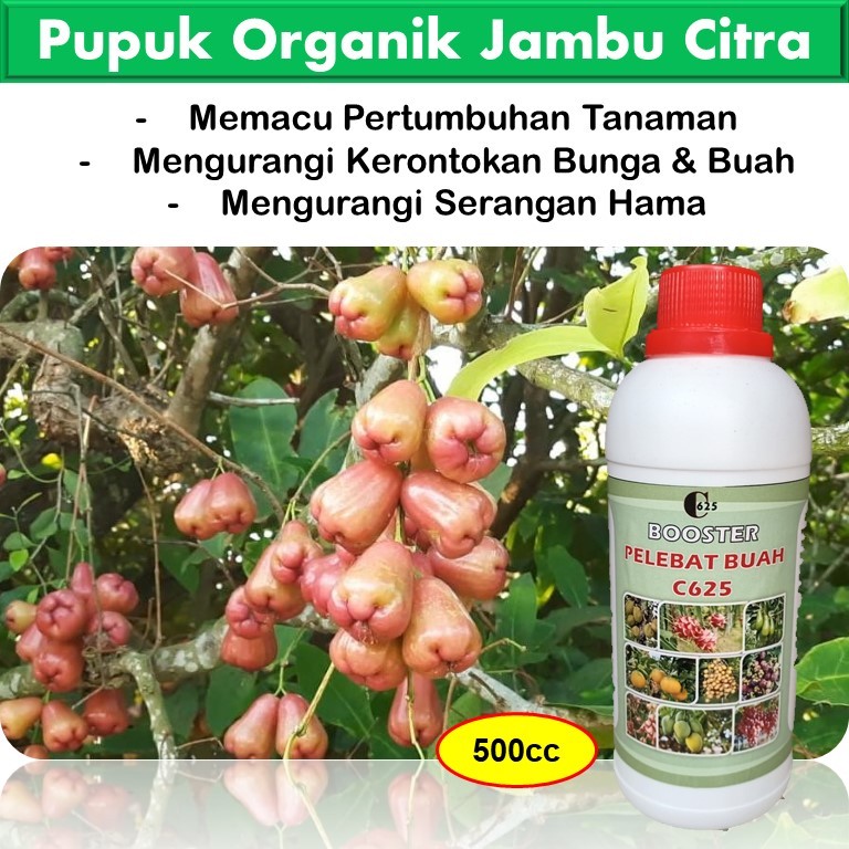 Pupuk Jambu Citra Cepat Berbuah / Pupuk Jambu Citra Merah / Booster Jambu Citra / Pupuk Booster Jamb