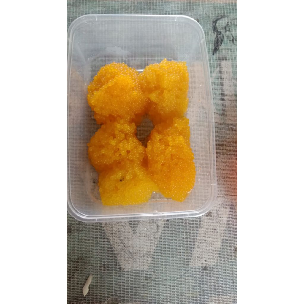 telur ikan sapu sapu