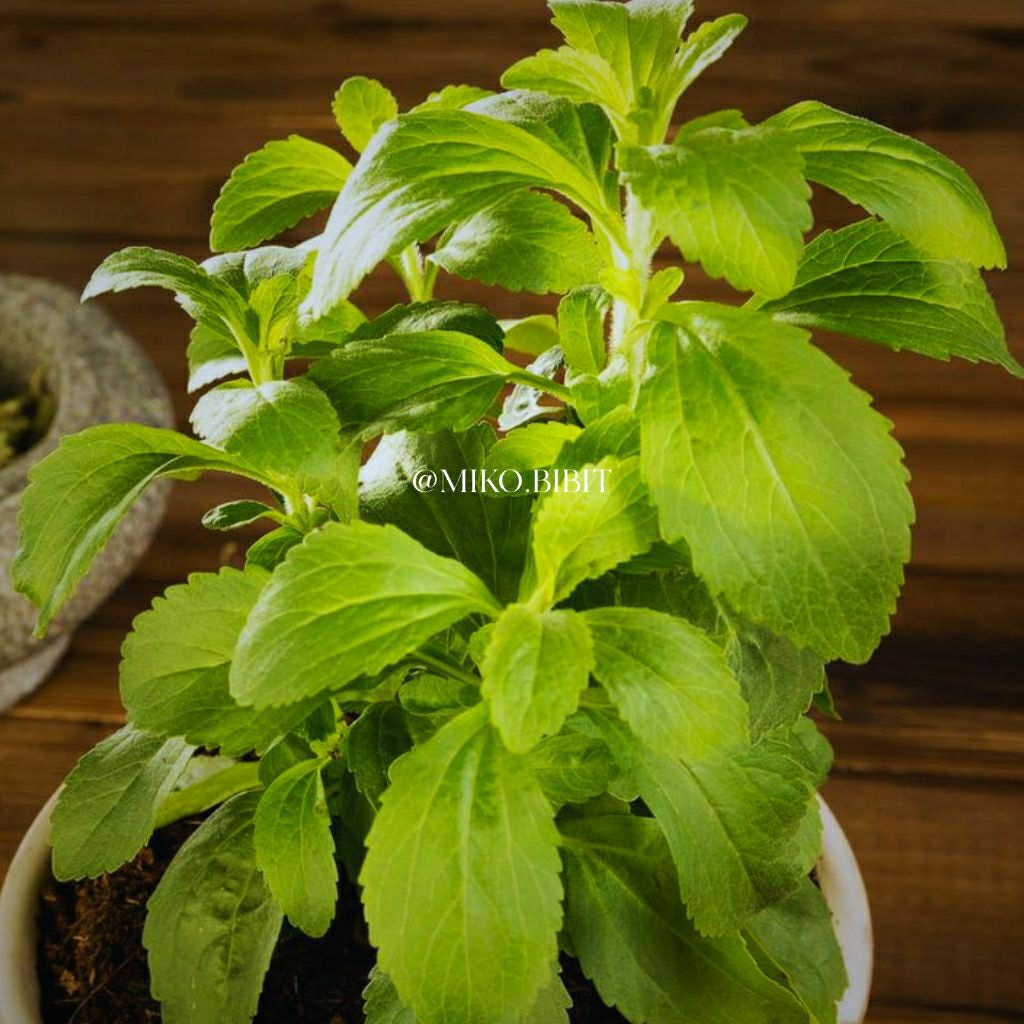 Stevia Bibit Tanaman Manis Siap Tanam