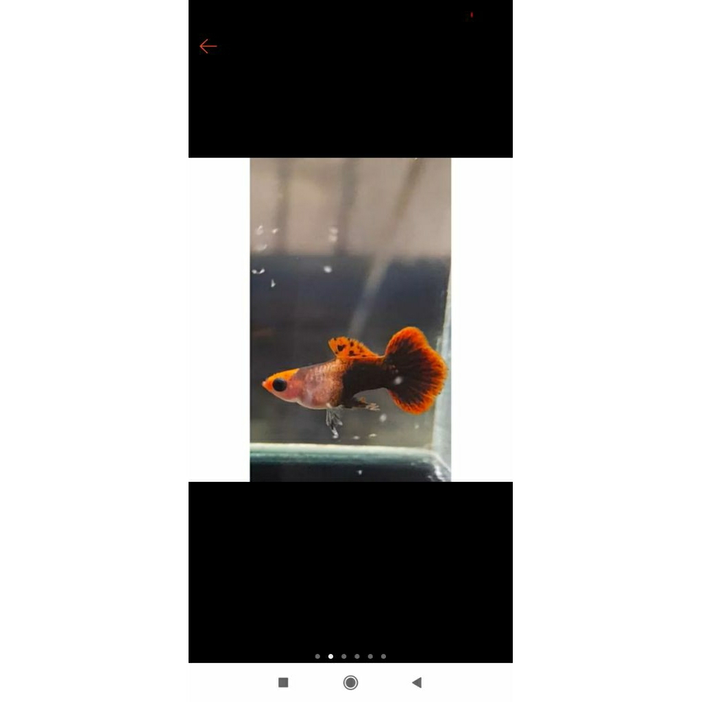 (HiasanAquarium) Guppy Magenta SBGB