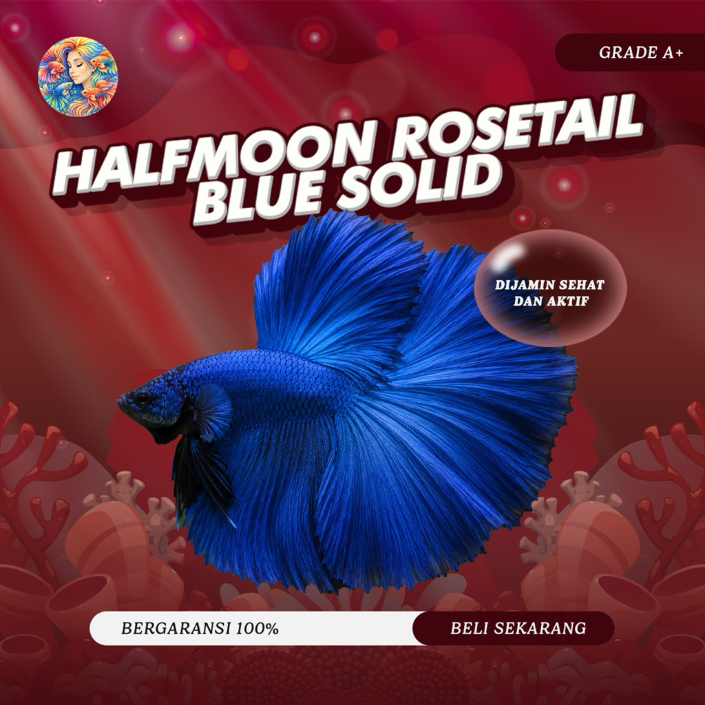 Cupang Aksesoris Aquarium - Halfmoon Blue Solid Series GRADE A+