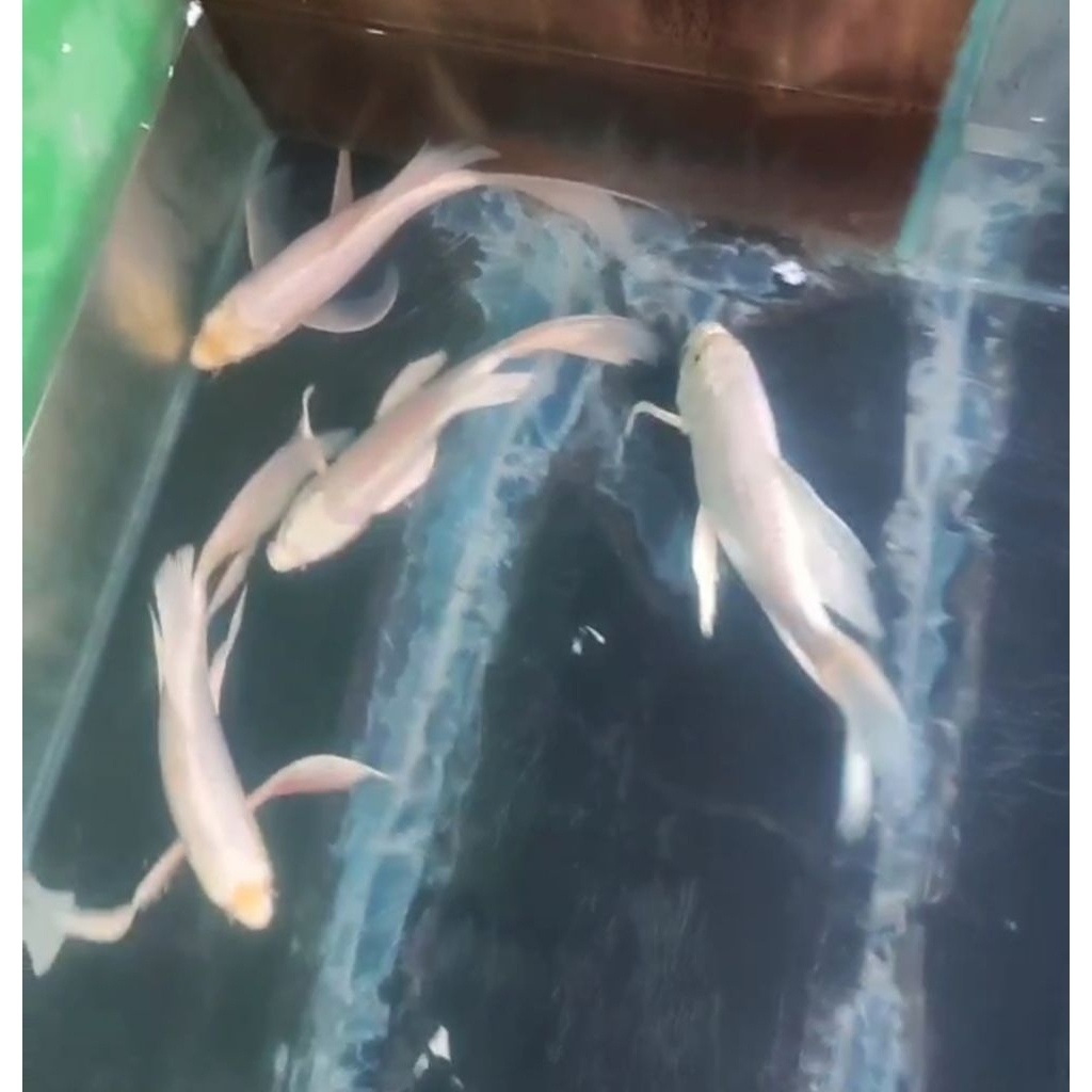 koi slayer murah
