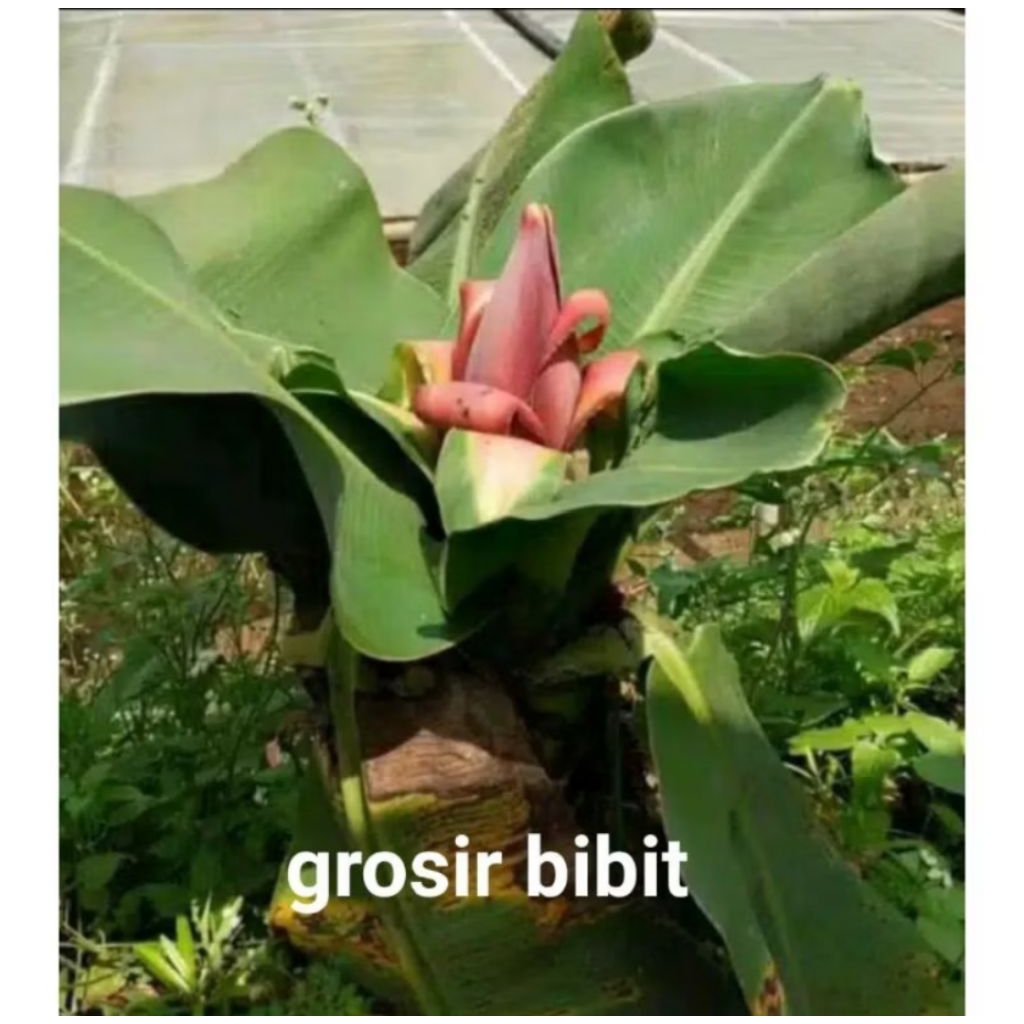 PROMO Bibit pisang Brazil ( pisang mini)