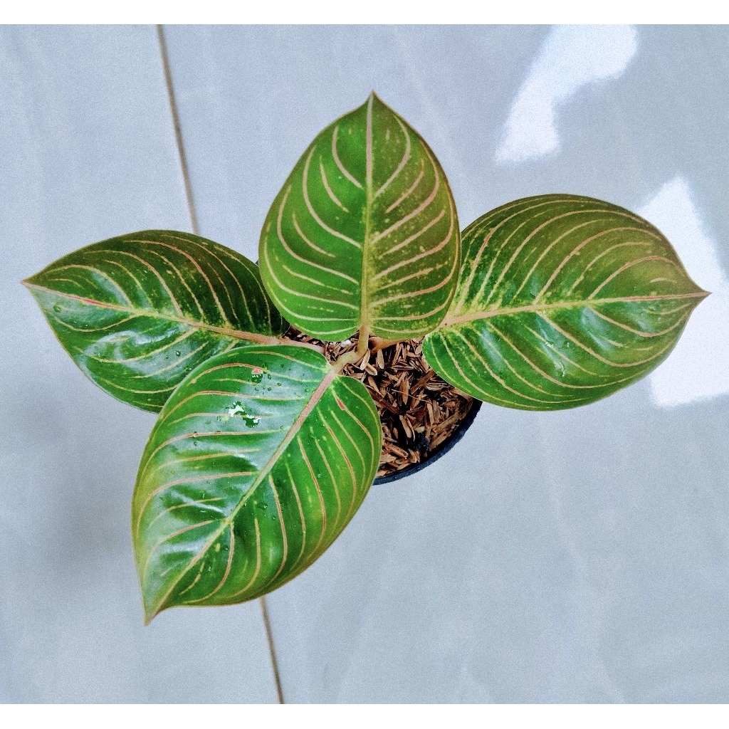 Tanaman hias aglonema / aglaonema Ajisaka Serat