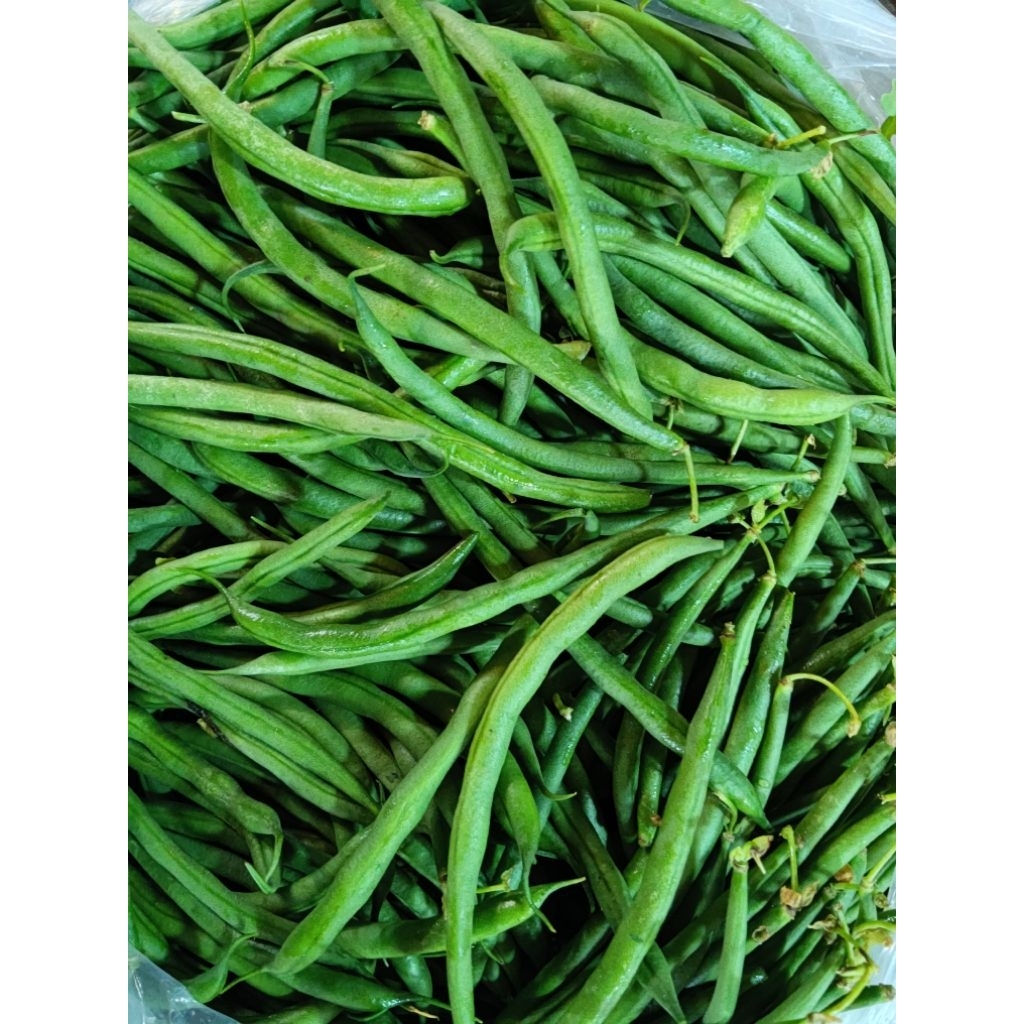 Buncis poris kenya