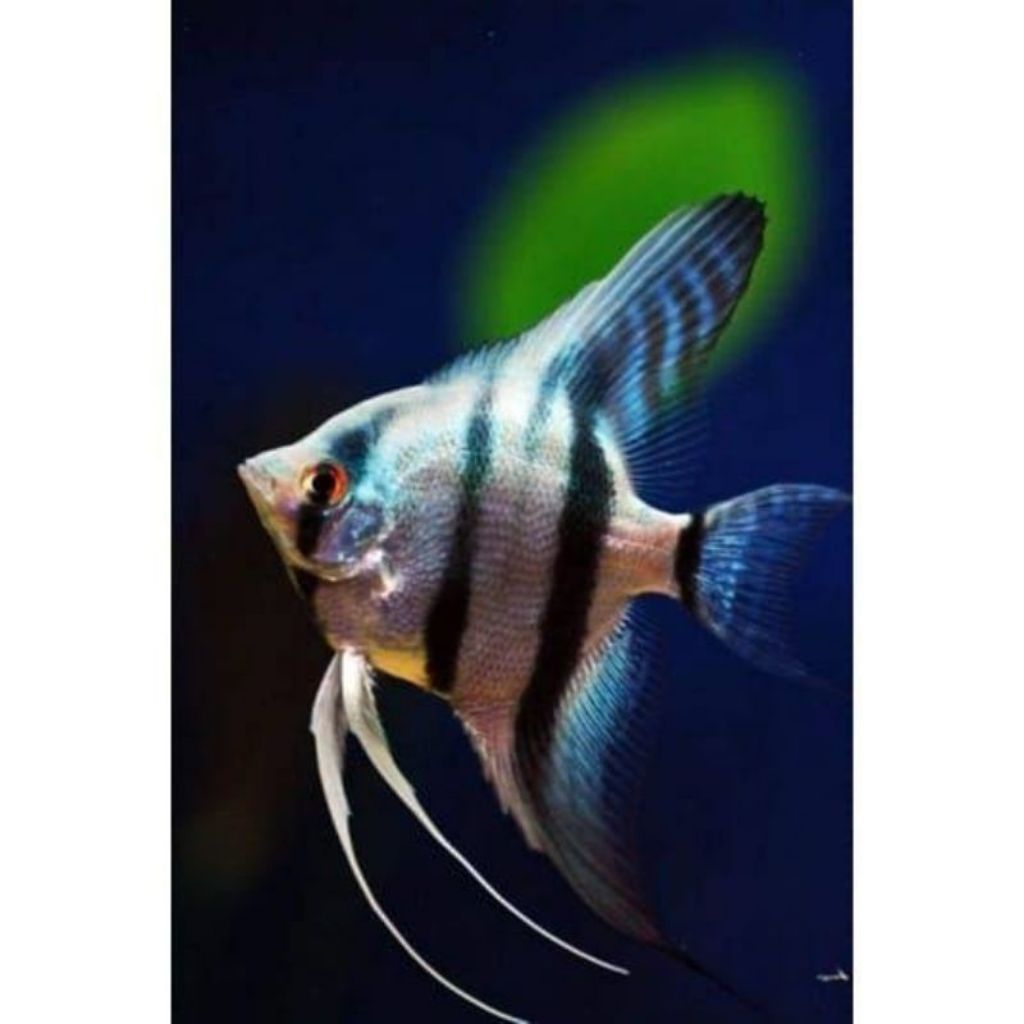 Ikan Manfish blue pinoy size 3-4 cm