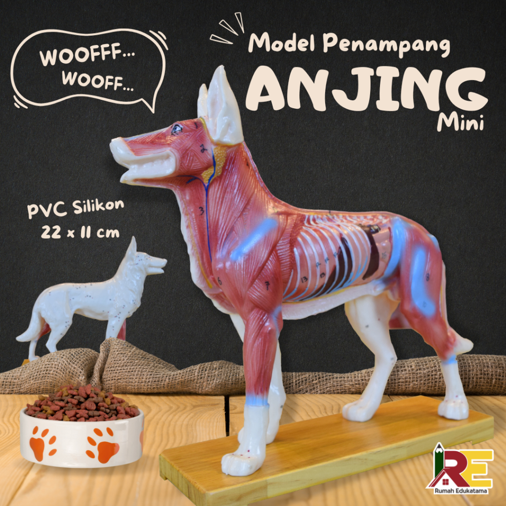 Model Anatomi Hewan | ANJING