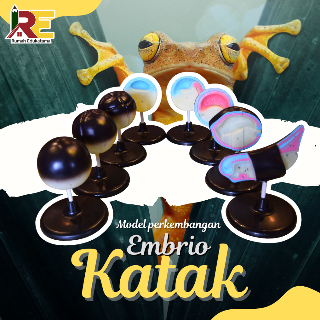Model Anatomi Hewan | Katak