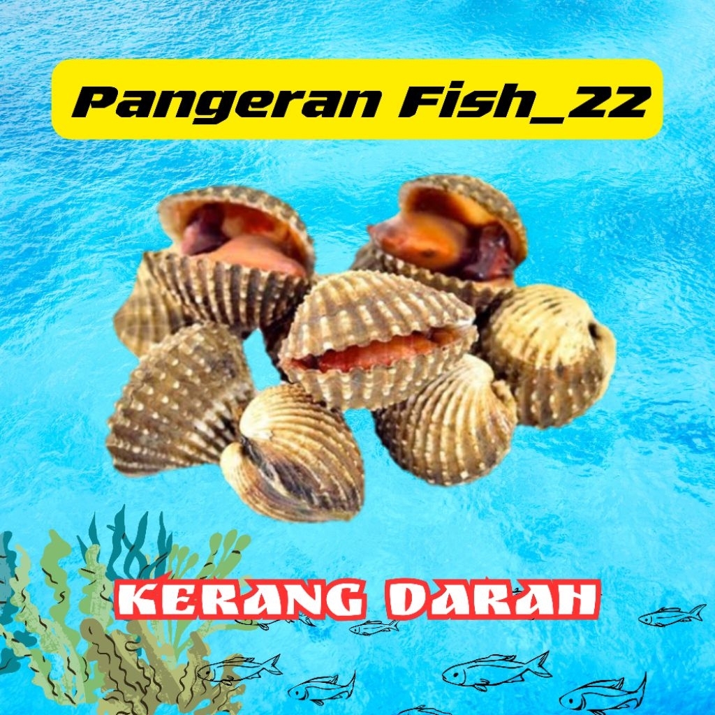 Kerang Darah Segar/Hidup - Palembang