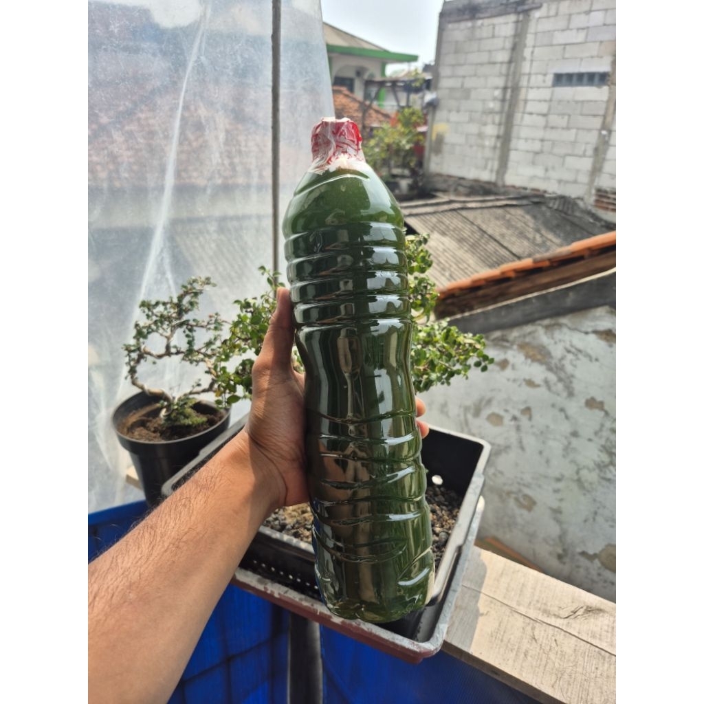 Greenwater Chlorella 1,5 Liter Super pekat