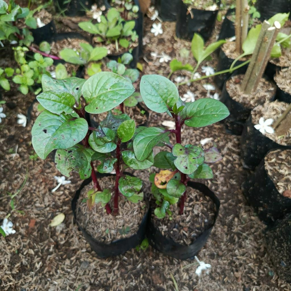 Bibit Binahong Merah Bibit Tanaman Binahong Merah