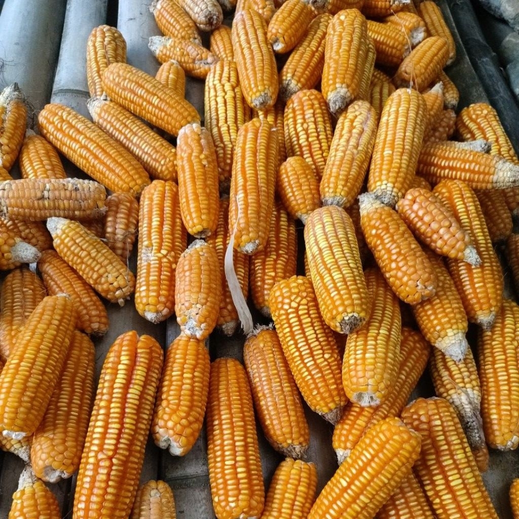 Jagung utuh, kering.