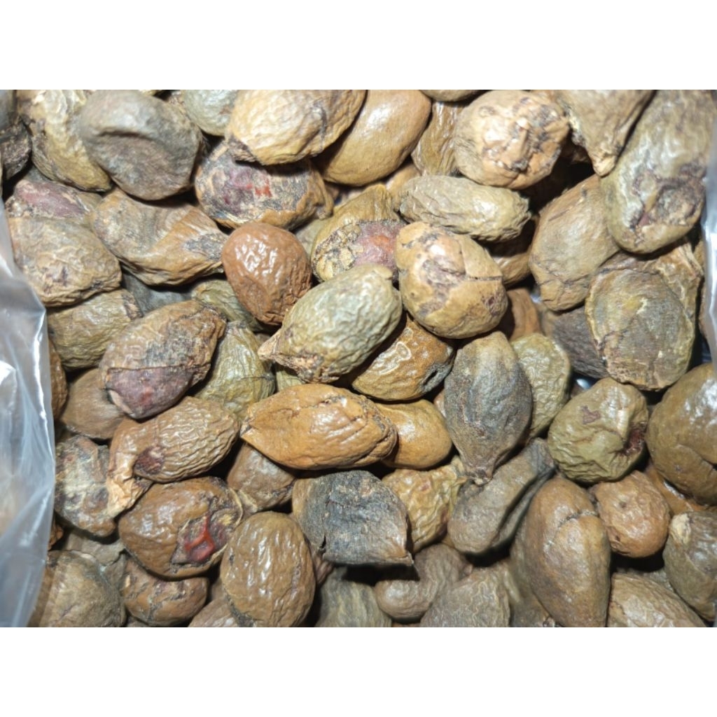 buah kembang Semangkuk/ buah Tempayang / Kacang malva