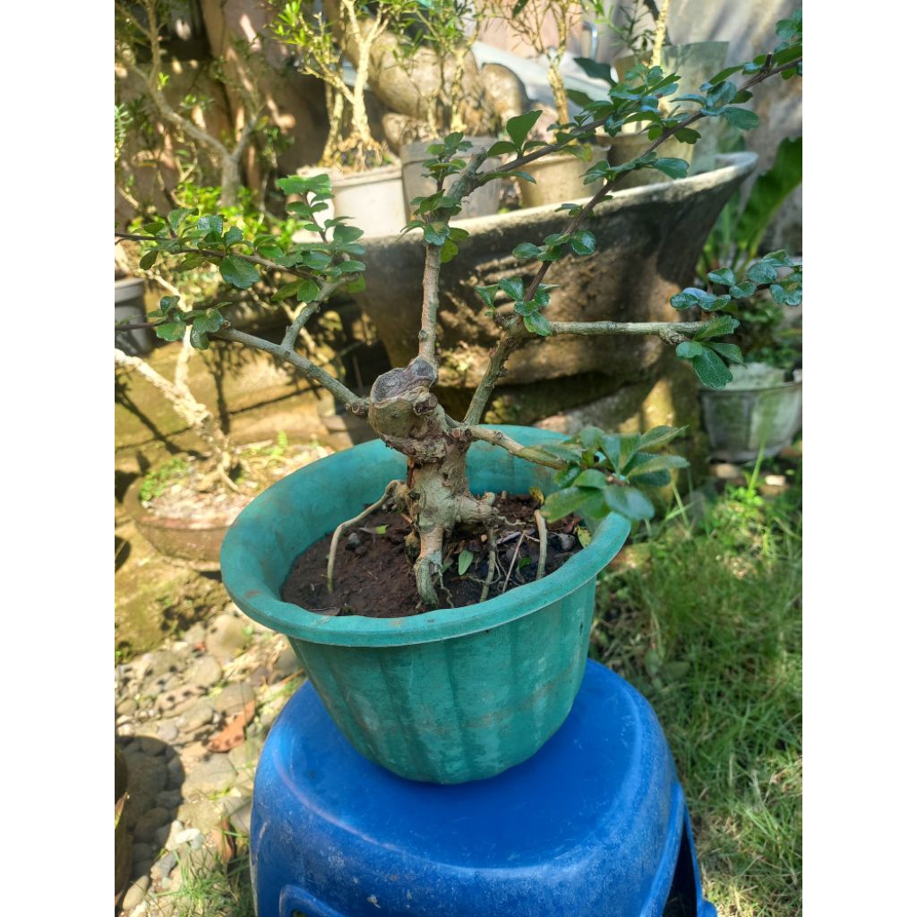 Bonsai Hokianti Jawa