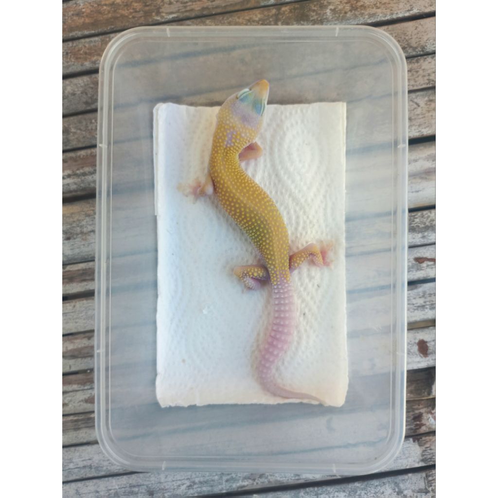 MAINAN GECKO BLIZZARD ADULT SESUAI FOTO
