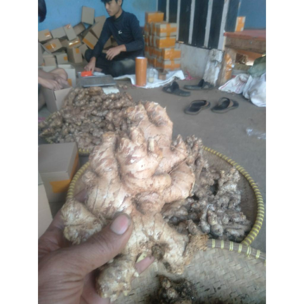Jahe emprit Paris super pedas 1kg