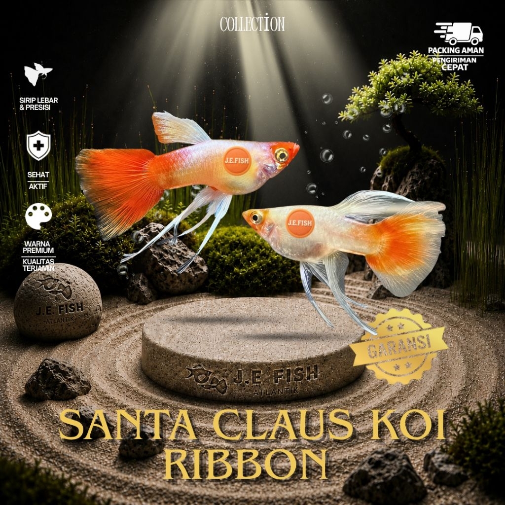FREE PACK - Guppy Santa Claus Koi Ribbon & Normal