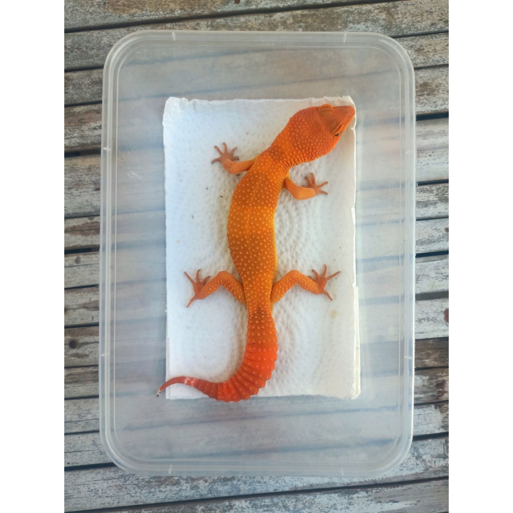 MAINAN GECKO SHTCTB MERAH FULL CT ADULT SESUAI FOTO
