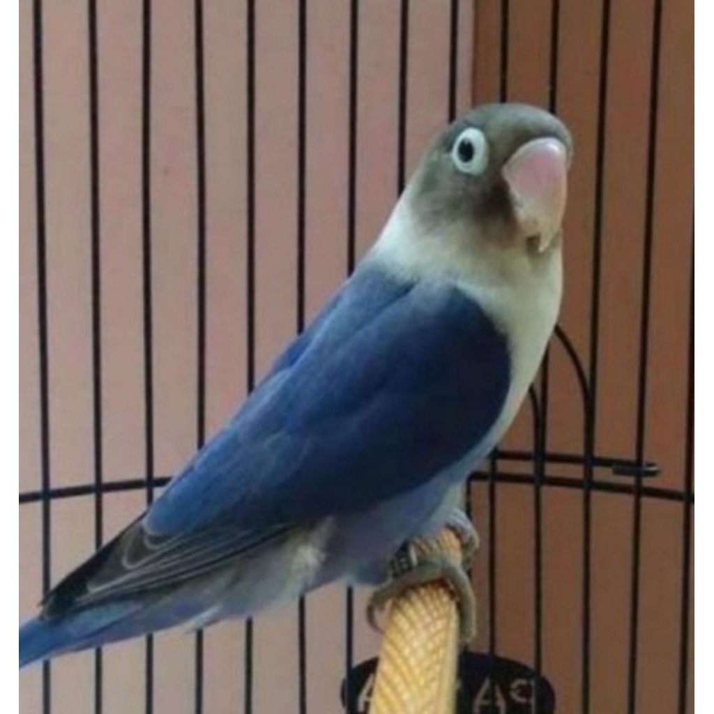 Lovebird violet jantan dewasa