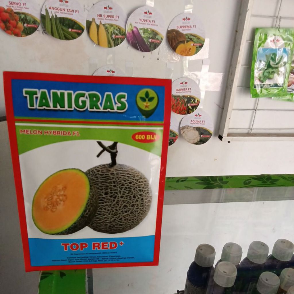 Benih Bibit Melon Orange Top Red PLUS F1, Sangat Menguntungkan petani Umur Genjah pendek, isi 600 Bu