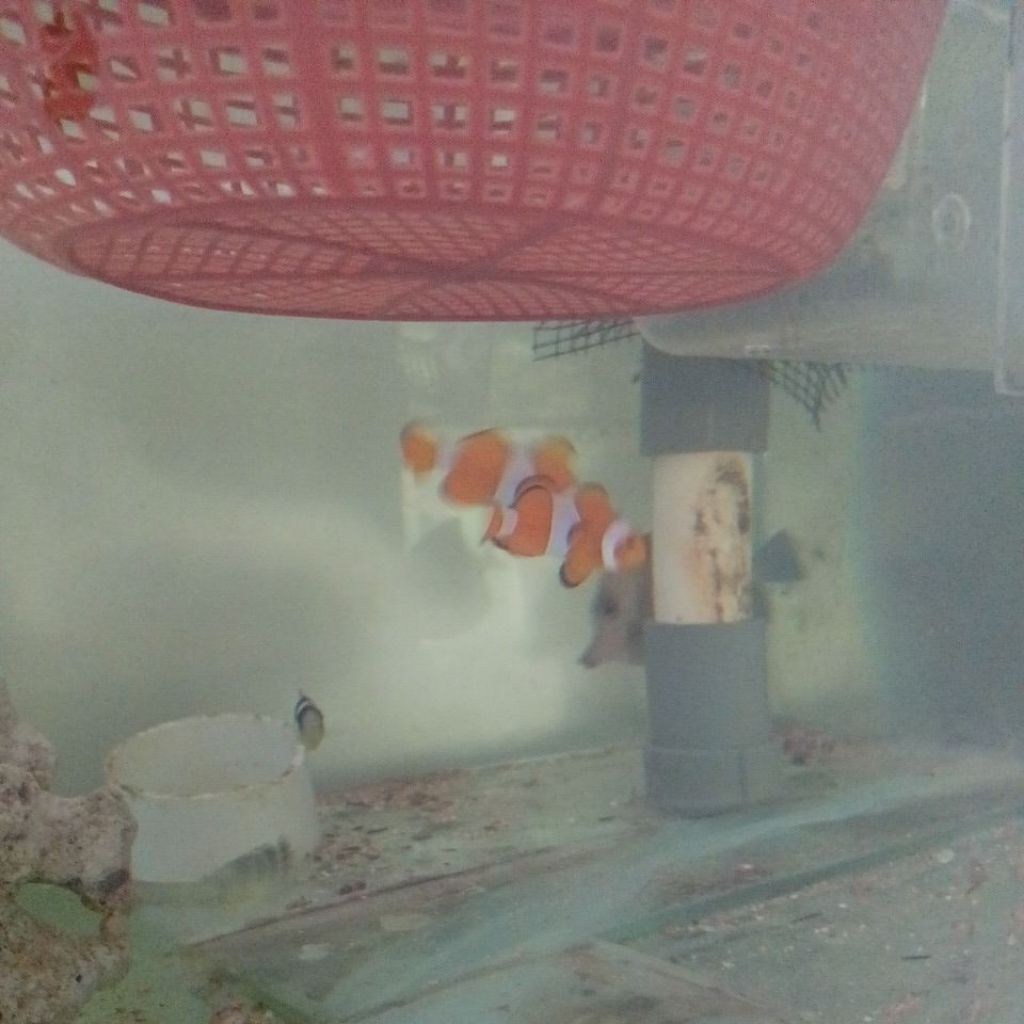 Ikan Nemo Size L_ikan hias laut
