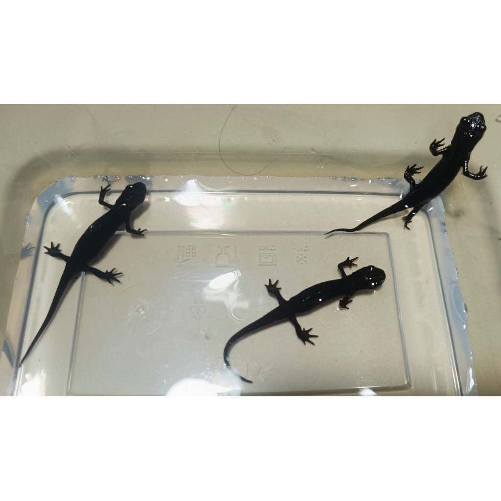 Mainan newt salamander red belly fire belly kadal air