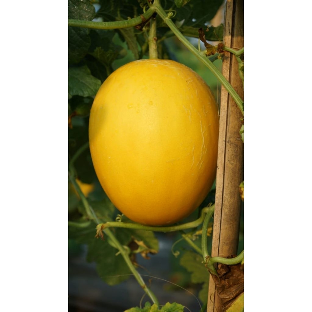 Buah Melon Golden Kinanti