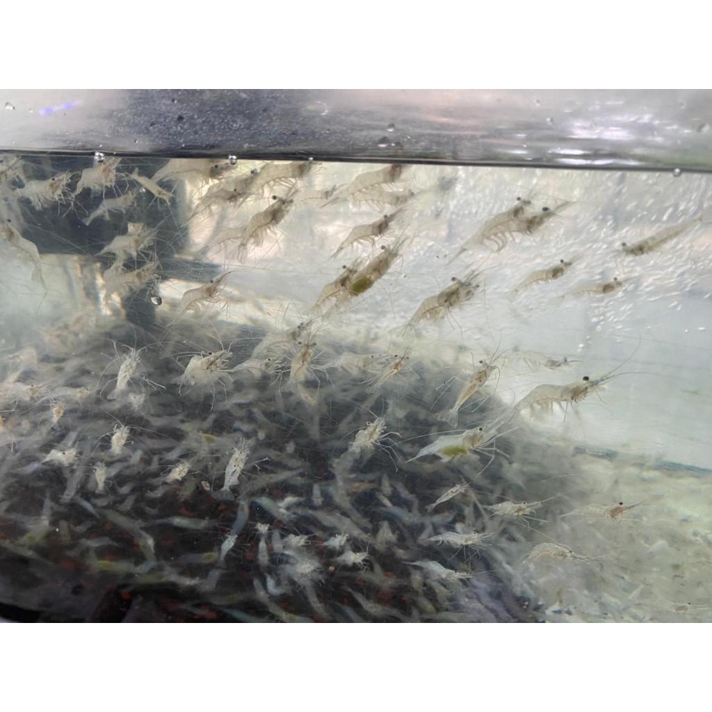 Udang Sawah Hidup Untuk Pakan Ikan Predator Makanan ARWANA LOUHAN PALMAS CHANNA Pakan Hidup