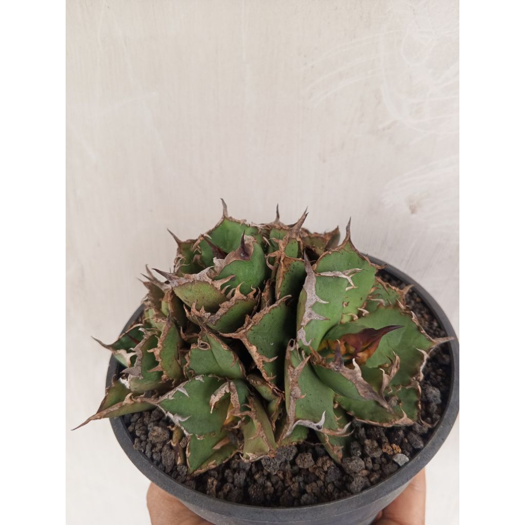 agave titanota cluster