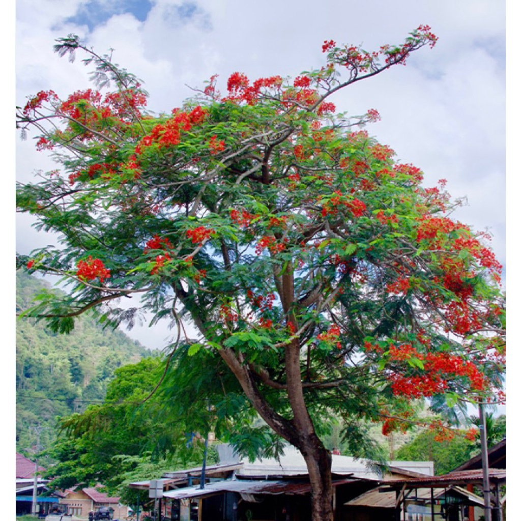 Pohon flamboyan - flamboyan 3 meter