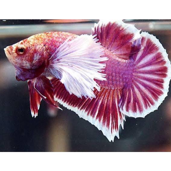Cupang Betta Plakat Dumbo Ear