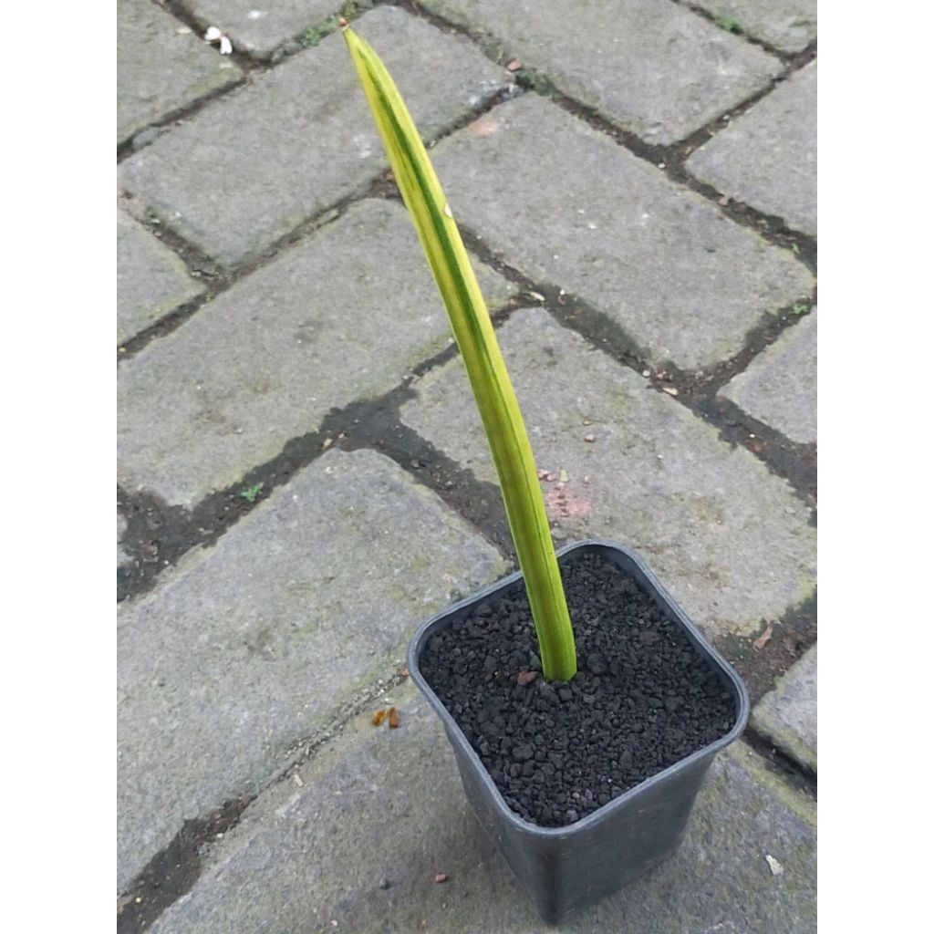 SANSEVIERIA CANALICULATA VARIGATA